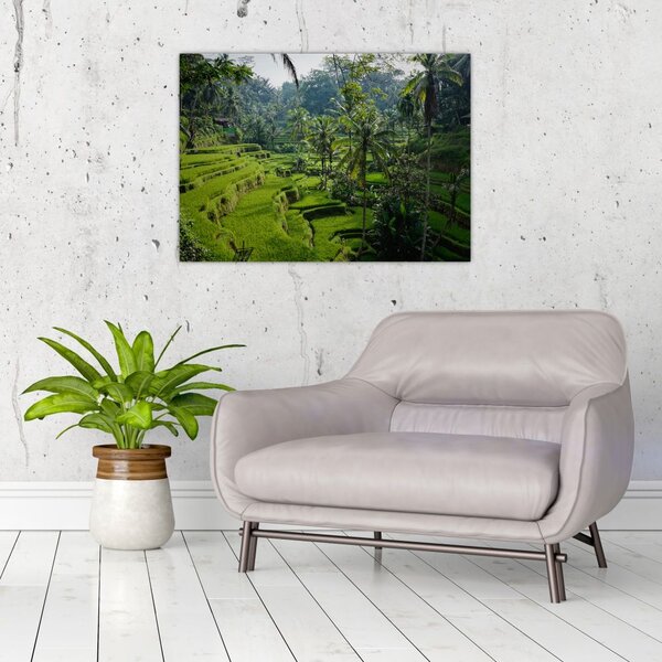 Obraz tarasów ryżowych Tegalalang, Bali (70x50 cm)