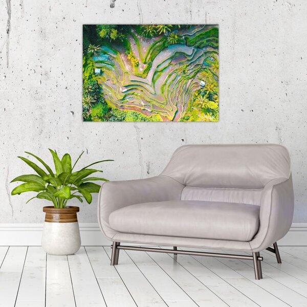 Obraz pól ryżowych z lotu ptaka (70x50 cm)