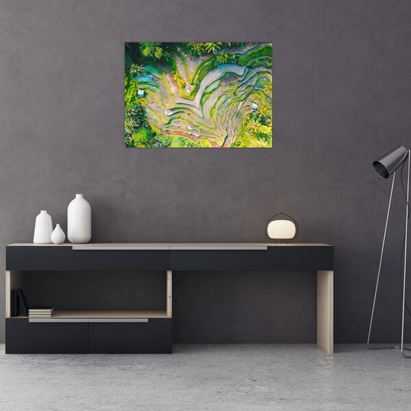 Obraz pól ryżowych z lotu ptaka (70x50 cm)
