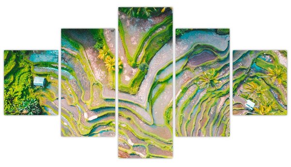 Obraz pól ryżowych z lotu ptaka (125x70 cm)