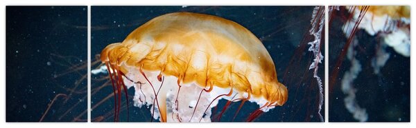 Obraz meduzy (170x50 cm)