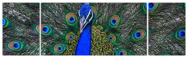 Obraz - Paw (170x50 cm)