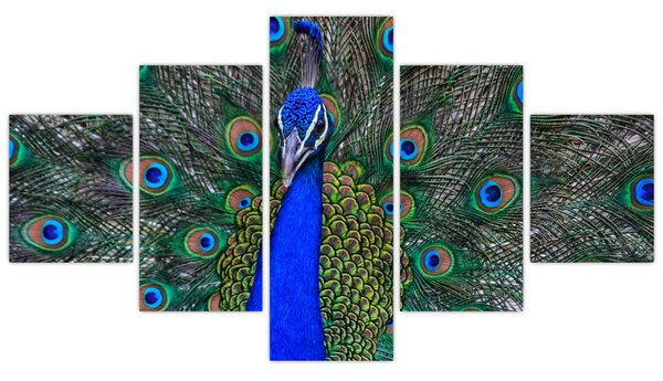 Obraz - Paw (125x70 cm)