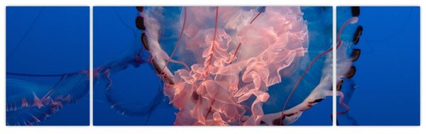 Obraz meduzy (170x50 cm)