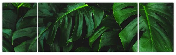 Obraz liści Monstery (170x50 cm)