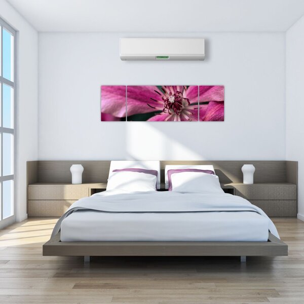 Obraz różowego kwiatu powojnika (170x50 cm)