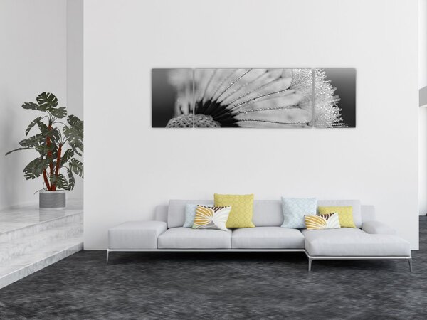 Obraz dmuchawca, czarno - biały (170x50 cm)