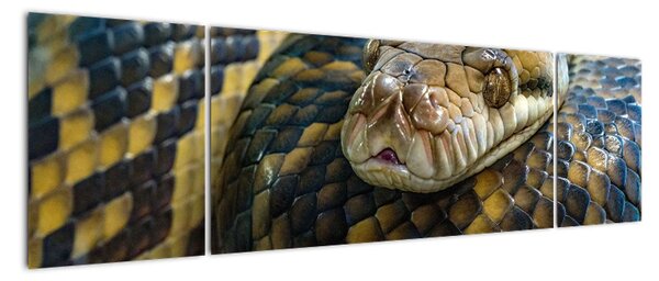 Obraz - Pyton (170x50 cm)