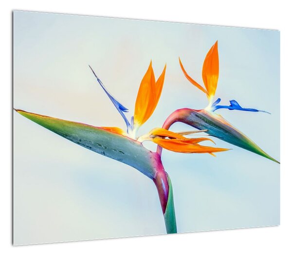 Obraz kwiatu Strelicji (70x50 cm)