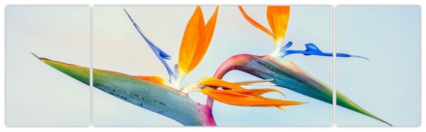 Obraz kwiatu Strelicji (170x50 cm)