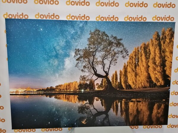 Obraz drzewo pod rozgwieżdżonym niebem
