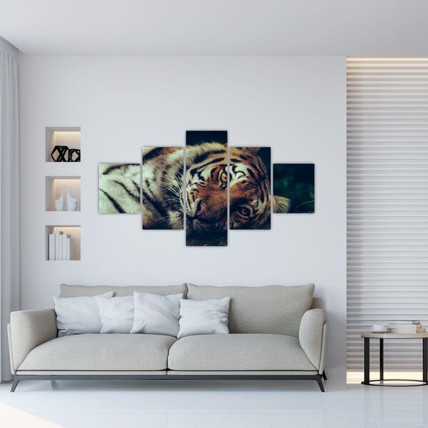 Obraz - tygrys syberyjski (125x70 cm)