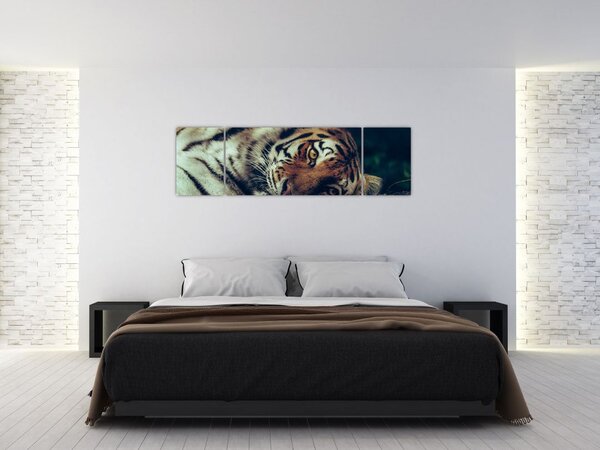 Obraz - tygrys syberyjski (170x50 cm)