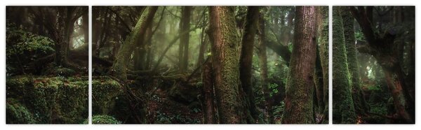 Obraz - Tajemniczy las (170x50 cm)