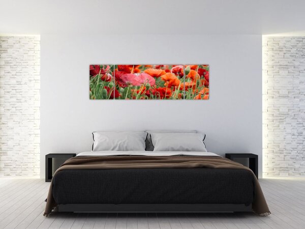 Obraz pola maków (170x50 cm)