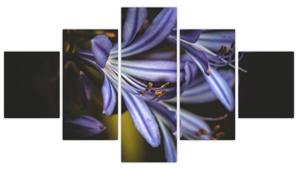 Obraz - Lilia (125x70 cm)