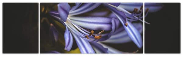 Obraz - Lilia (170x50 cm)