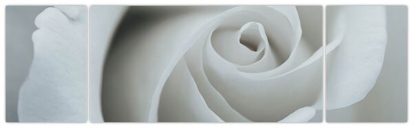 Obraz - Biała róża (170x50 cm)