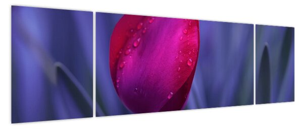 Obraz pąka tulipana (170x50 cm)