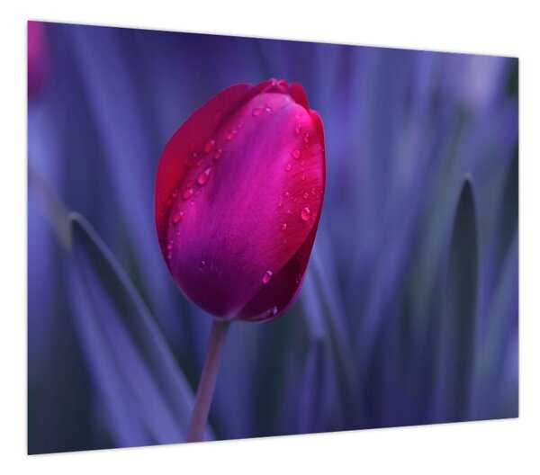 Obraz pąka tulipana (70x50 cm)