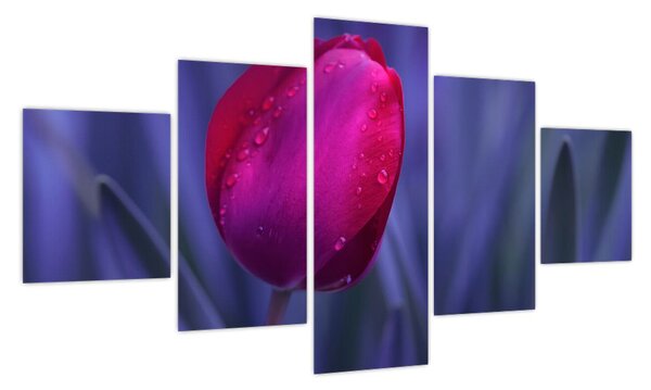 Obraz pąka tulipana (125x70 cm)