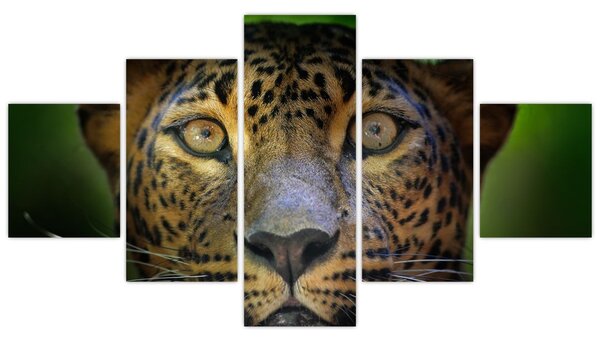 Obraz - Portret lamparta, Sri Lanka (125x70 cm)