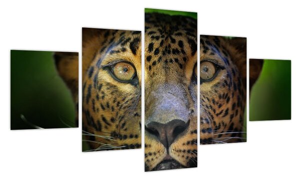 Obraz - Portret lamparta, Sri Lanka (125x70 cm)