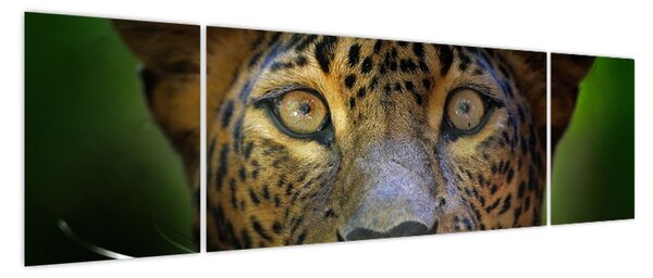 Obraz - Portret lamparta, Sri Lanka (170x50 cm)