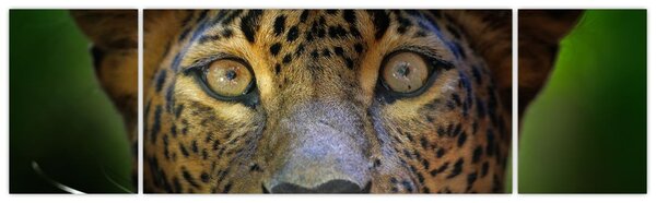 Obraz - Portret lamparta, Sri Lanka (170x50 cm)