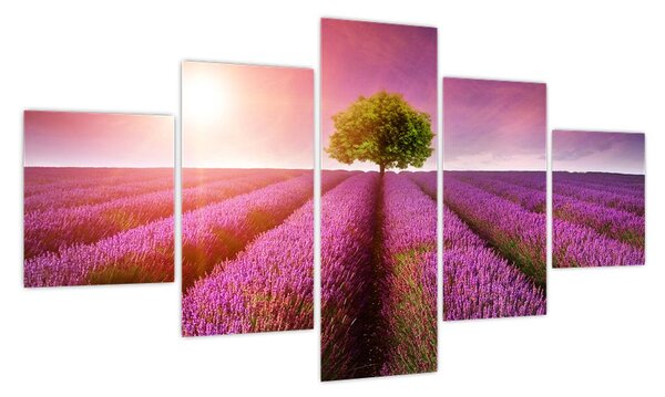 Obraz pola z lawendą (125x70 cm)
