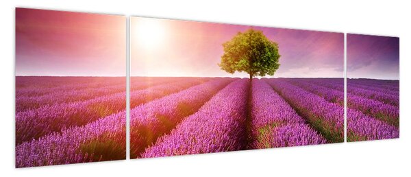 Obraz pola z lawendą (170x50 cm)