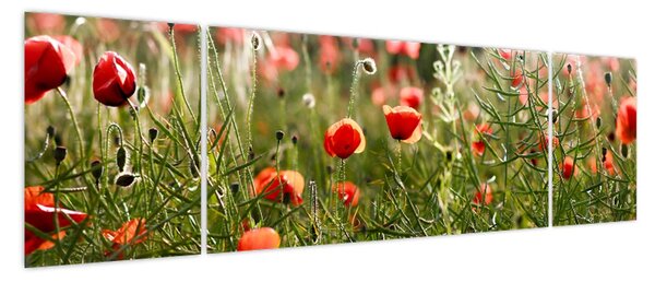 Obraz maków (170x50 cm)