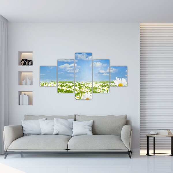 Obraz kwitnącej łąki ze stokrotkami (125x70 cm)