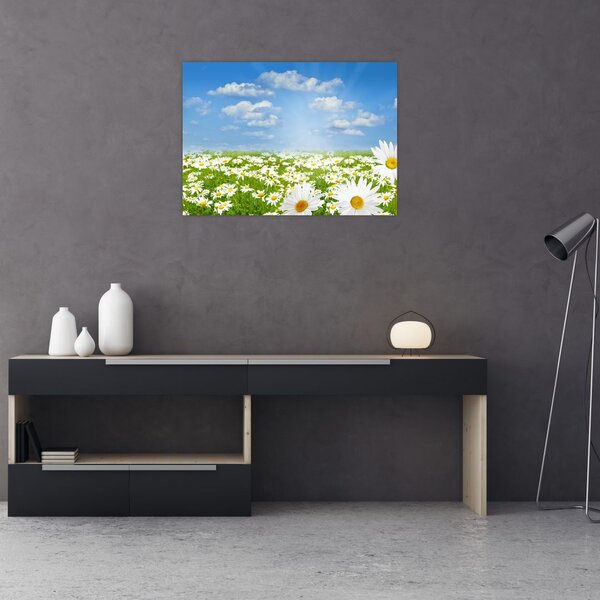 Obraz kwitnącej łąki ze stokrotkami (70x50 cm)