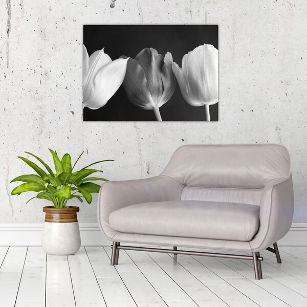 Obraz - Czarno - białe kwiaty tulipanów (70x50 cm)