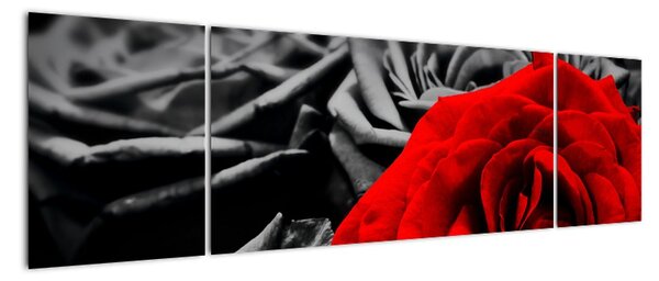 Obraz - Kwiaty róży (170x50 cm)