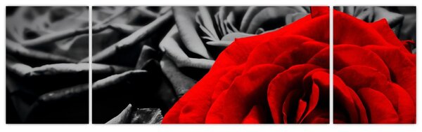 Obraz - Kwiaty róży (170x50 cm)
