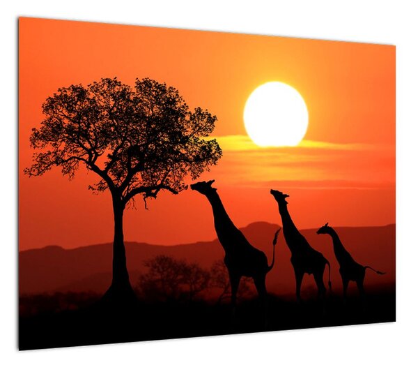 Obraz żyraf o zachodzie słońca (70x50 cm)