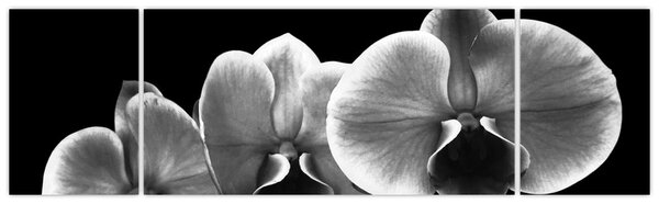 Obraz kwiatu orchidei (170x50 cm)