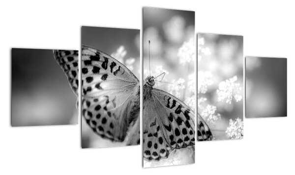 Obraz - Szczegół motyla zapylającego kwiat (125x70 cm)