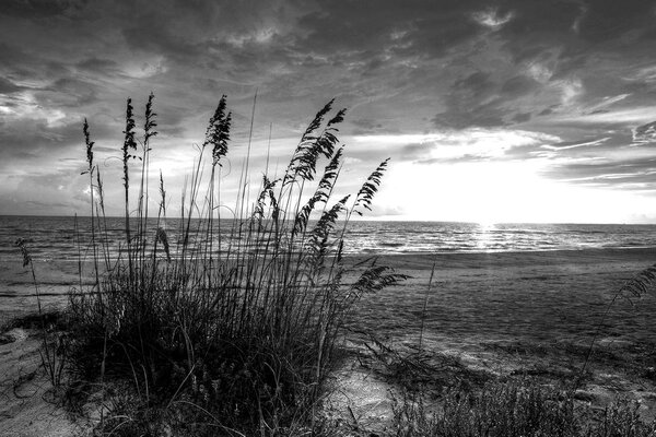 Obraz zachód słońca na plaży w wersji czarno-białej