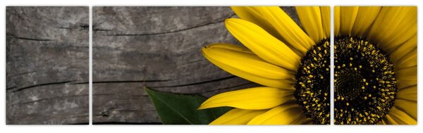 Obraz - Kwiat słonecznika (170x50 cm)