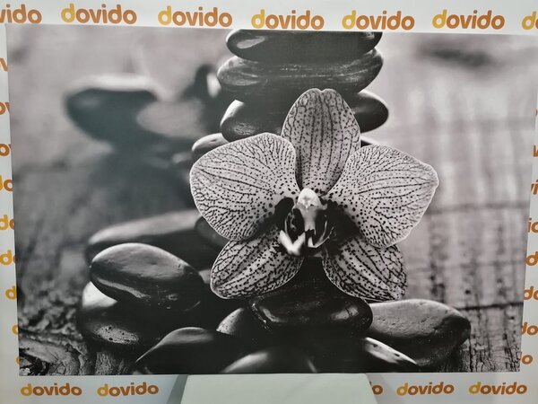 Obraz orchidea i kamienie Zen w wersji czarno-białej