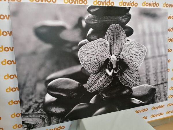 Obraz orchidea i kamienie Zen w wersji czarno-białej