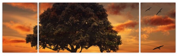 Obraz drzewa o zachodzie słońca (170x50 cm)