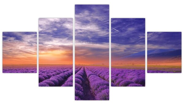 Obraz lawendowego pola (125x70 cm)