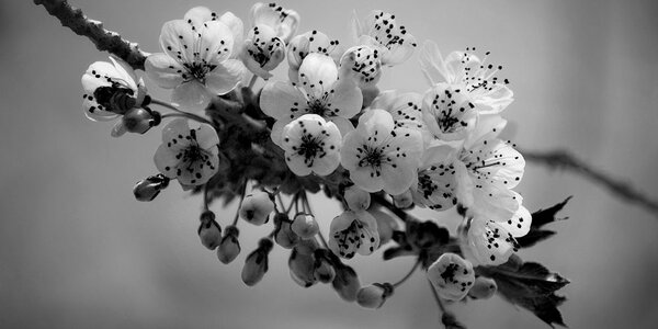 Obraz gałązka kwitnącej wiśni w wersji czarno-białej