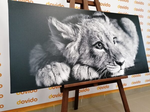 Obraz lwiątko w wersji czarno-białej