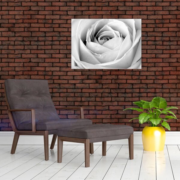 Obraz - Detal kwiatu róży (70x50 cm)