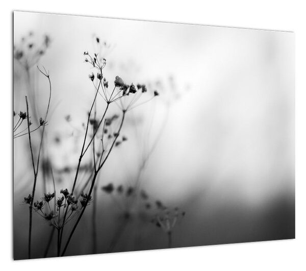 Obraz - Detal kwiatów polnych (70x50 cm)